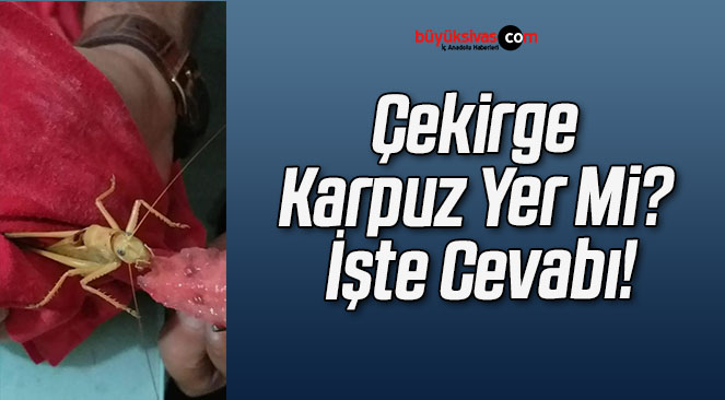 Çekirge Karpuz Yer Mi? İşte Cevabı!