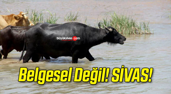 değil