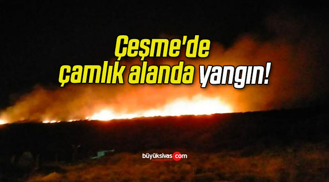 gın