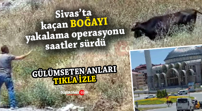 Sivas’ta kaçan boğayı yakalama operasyonu izleyenleri güldürdü