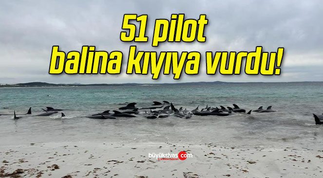 51 pilot balina kıyıya vurdu!