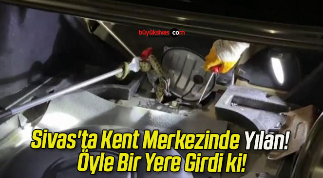 Sivas’ta Kent Merkezinde Yılan! Öyle Bir Yere Girdi ki!