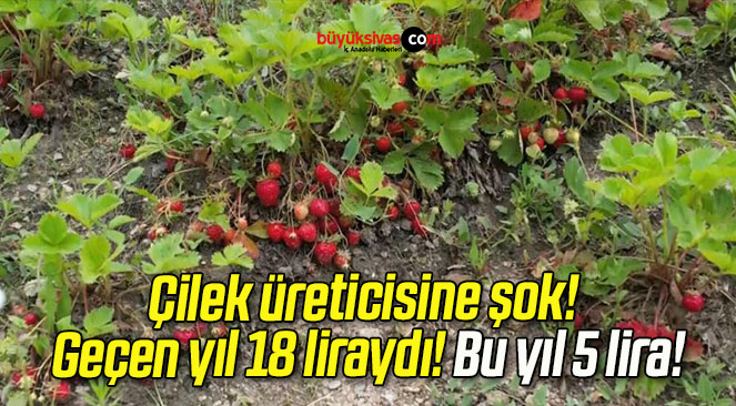 Çilek üreticisine şok! Geçen yıl 18 liraydı! Bu yıl 5 lira!