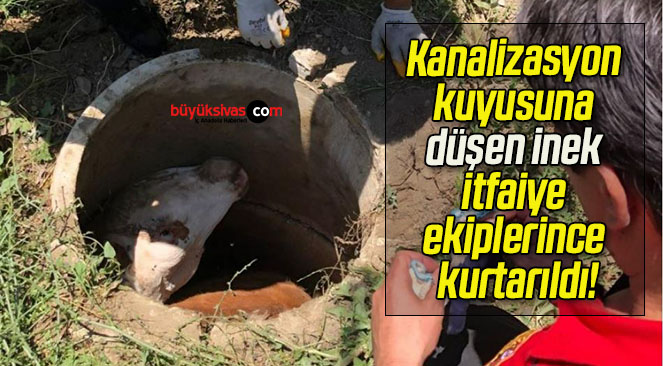Kanalizasyon kuyusuna düşen inek itfaiye ekiplerince kurtarıldı!