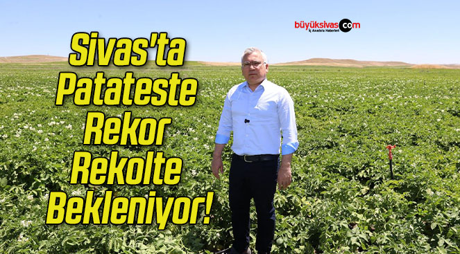 Sivas’ta Patateste Rekor Rekolte Bekleniyor!