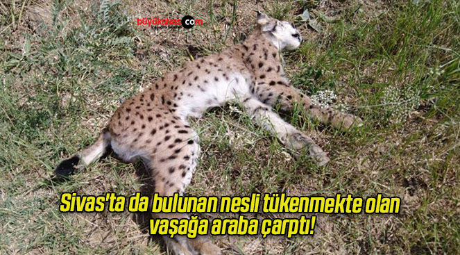 Sivas’ta da bulunan nesli tükenmekte olan vaşağa araba çarptı!
