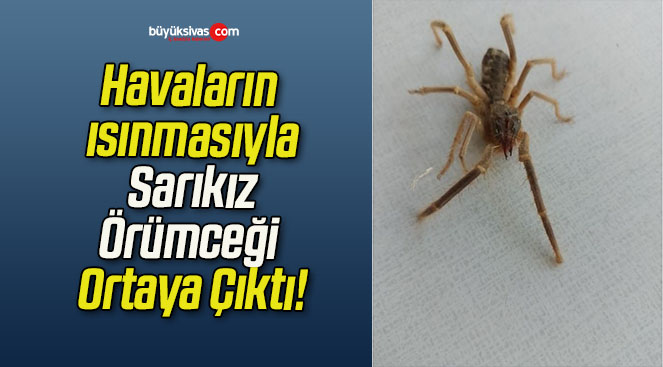 Havaların ısınmasıyla Sarıkız Örümceği Ortaya Çıktı!