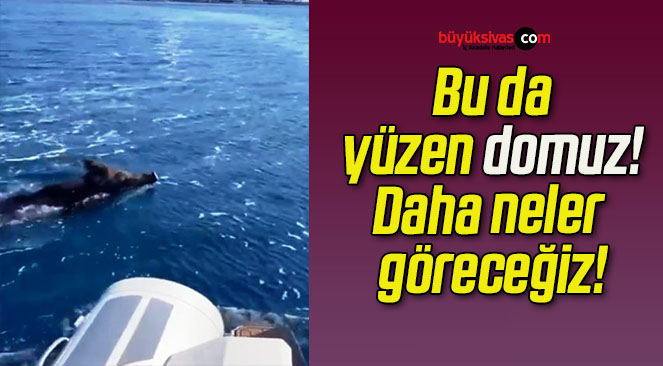Bu da yüzen domuz! Daha neler göreceğiz!