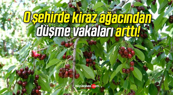 O şehirde kiraz ağacından düşme vakaları arttı!