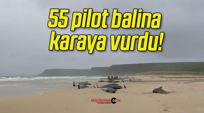 55 pilot balina karaya vurdu!