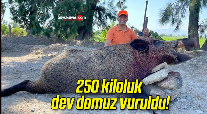 250 kiloluk dev domuz vuruldu!