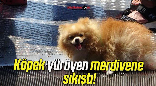 Köpek yürüyen merdivene sıkıştı!