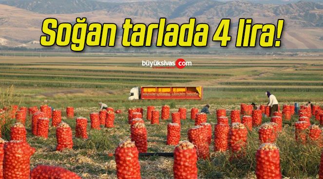Soğan tarlada 4 lira!