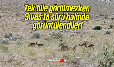 Tek bile görülmezken Sivas’ta sürü halinde görüntülendiler!
