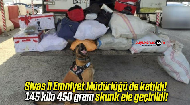 Sivas İl Emniyet Müdürlüğü de katıldı! 145 kilo 450 gram skunk ele geçirildi!