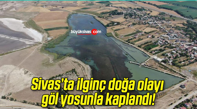 Sivas’ta ilginç doğa olayı göl yosunla kaplandı!