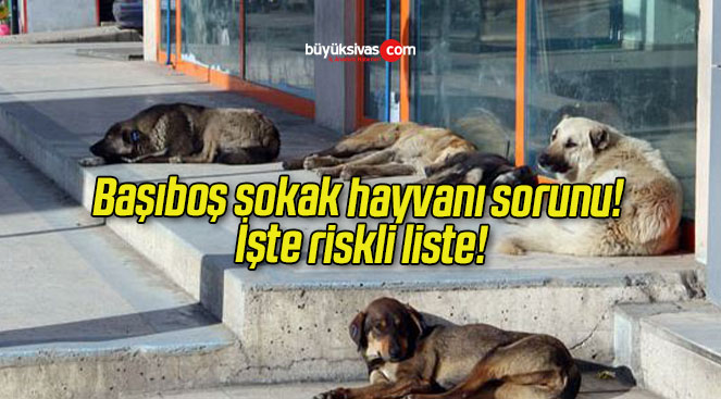 Başıboş sokak hayvanı sorunu! İşte riskli liste!