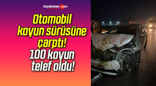 Otomobil koyun sürüsüne çarptı! 100 koyun telef oldu!