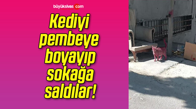 Kediyi pembeye boyayıp sokağa saldılar!