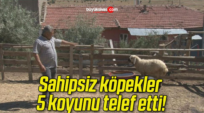 Sahipsiz köpekler 5 koyunu telef etti!