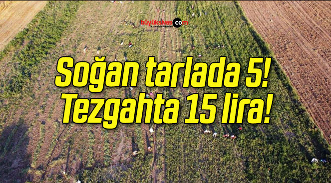 Soğan tarlada 5! Tezgahta 15 lira!