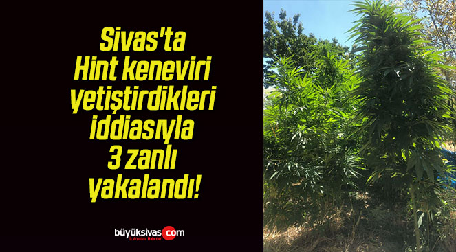 Sivas’ta Hint keneviri yetiştirdikleri iddiasıyla 3 zanlı yakalandı!