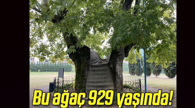yaşındas