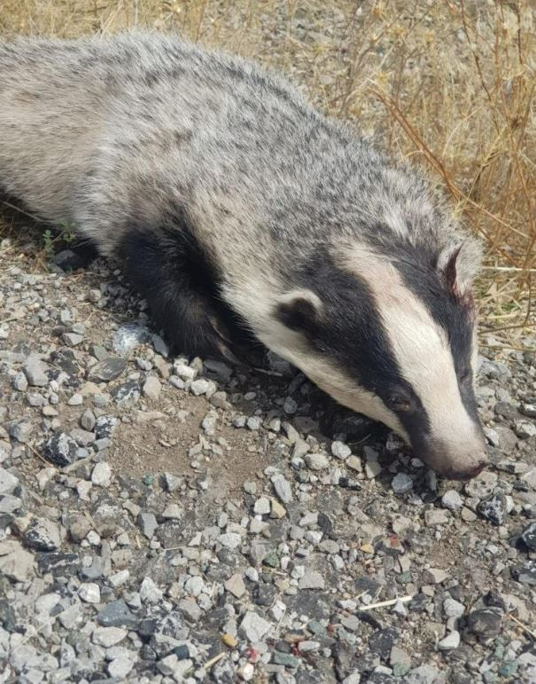 Türkiye’de nadir görülüyordu! Sivas’ta ölüsü bulundu!