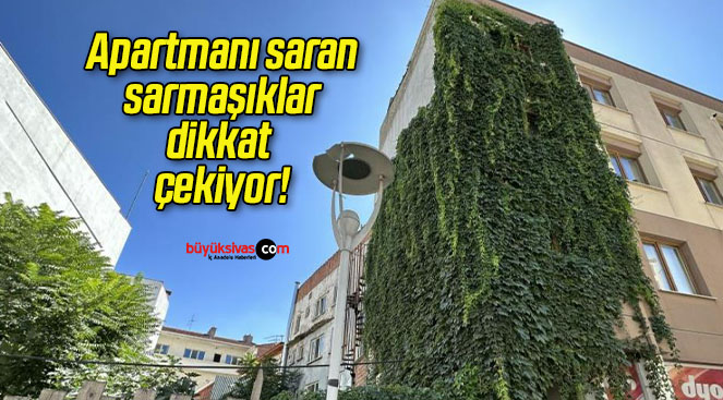 Apartmanı saran sarmaşıklar dikkat çekiyor!