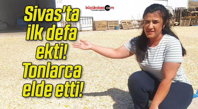 Sivas’ta ilk defa ekti! Tonlarca elde etti!