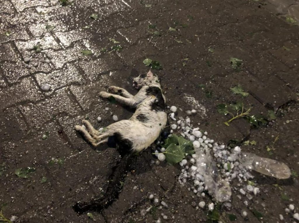 Sivas’ta yumurta büyüklüğünde yağan dolu o ilçeyi felç etti!