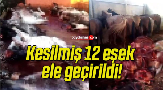 Kesilmiş 12 eşek ele geçirildi!