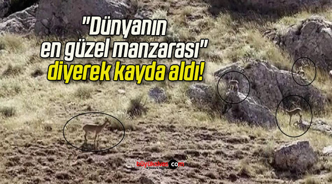 manzara