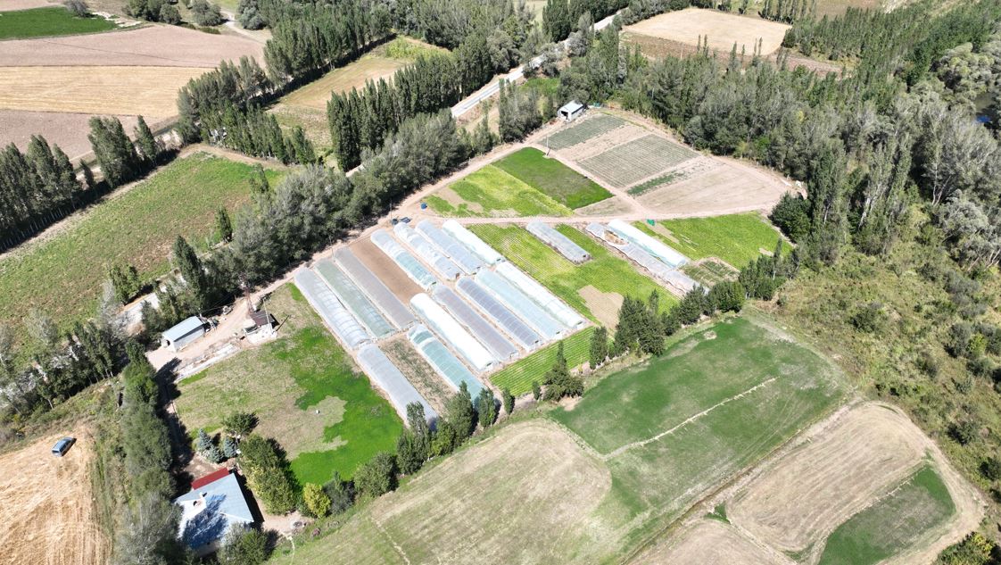 200 Bin Ton Üretim/Hasat Yapılması Hedefleniyor