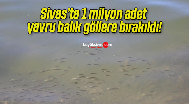 Sivas’ta 1 milyon adet yavru balık göllere bırakıldı!