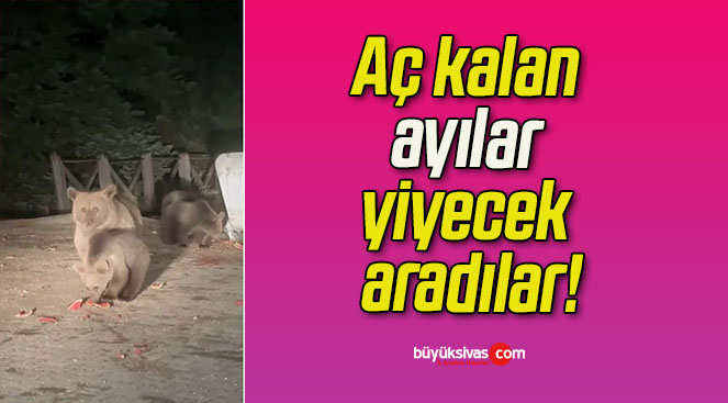 Aç kalan ayılar yiyecek aradılar!