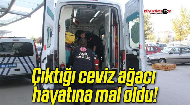 Çıktığı ceviz ağacı hayatına mal oldu!