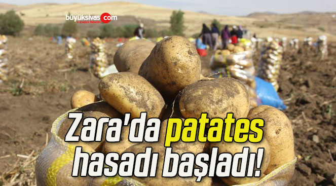 Zara’da patates hasadı başladı!
