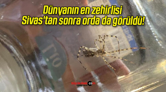 Dünyanın en zehirlisi Sivas’tan sonra orda da görüldü!