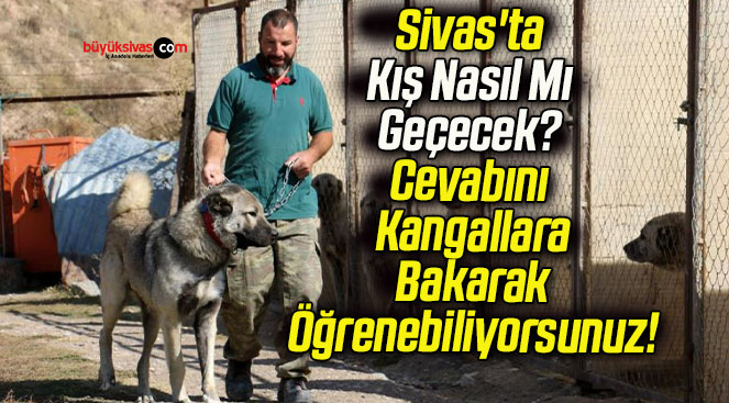 Sivas’ta Kış Nasıl Mı Geçecek? Cevabını Kangallara Bakarak Öğrenebiliyorsunuz!
