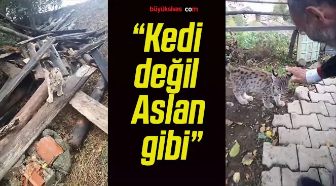 “Kedi değil Aslan gibi”