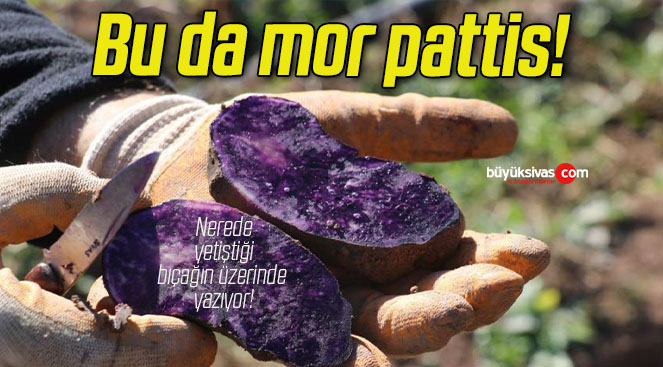 Mor şifa hasadı başladı!