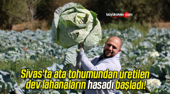 Sivas’ta ata tohumundan üretilen dev lahanaların hasadı başladı!