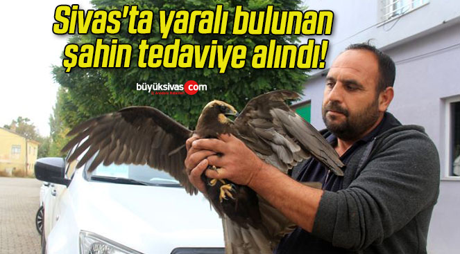 Sivas’ta yaralı bulunan şahin tedaviye alındı!