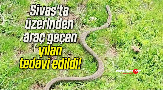 Sivas’ta üzerinden araç geçen yılan tedavi edildi!