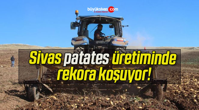 Sivas patates üretiminde rekora koşuyor!