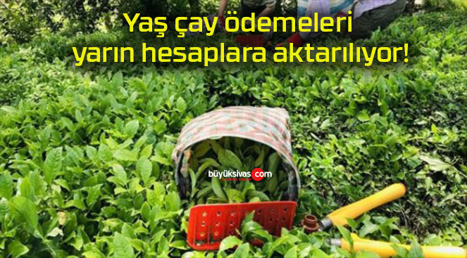 yarıns