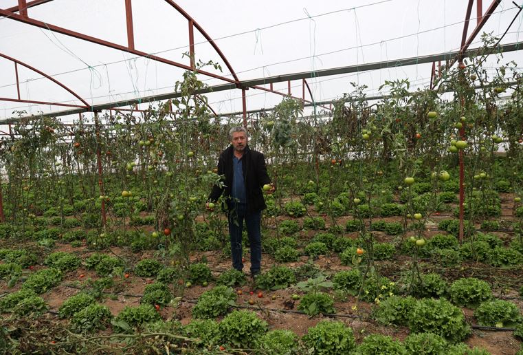 Sivas’ta 40 ton domates hasat etti!