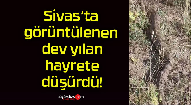 Sivas’ta görüntülenen dev yılan hayrete düşürdü!