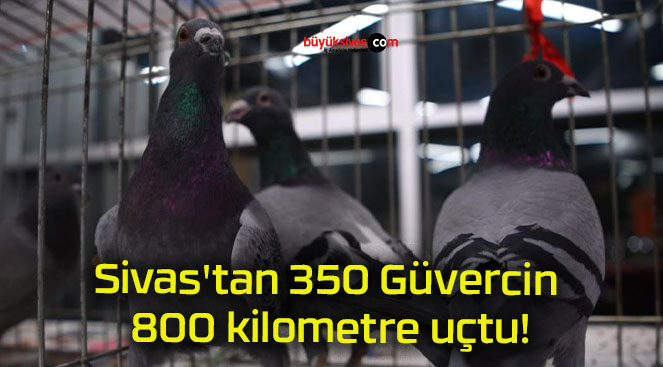 Sivas’tan 350 Güvercin 800 kilometre uçtu!